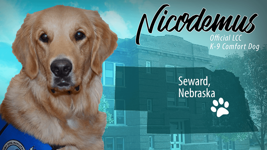 Nicodemus Comfort Dog